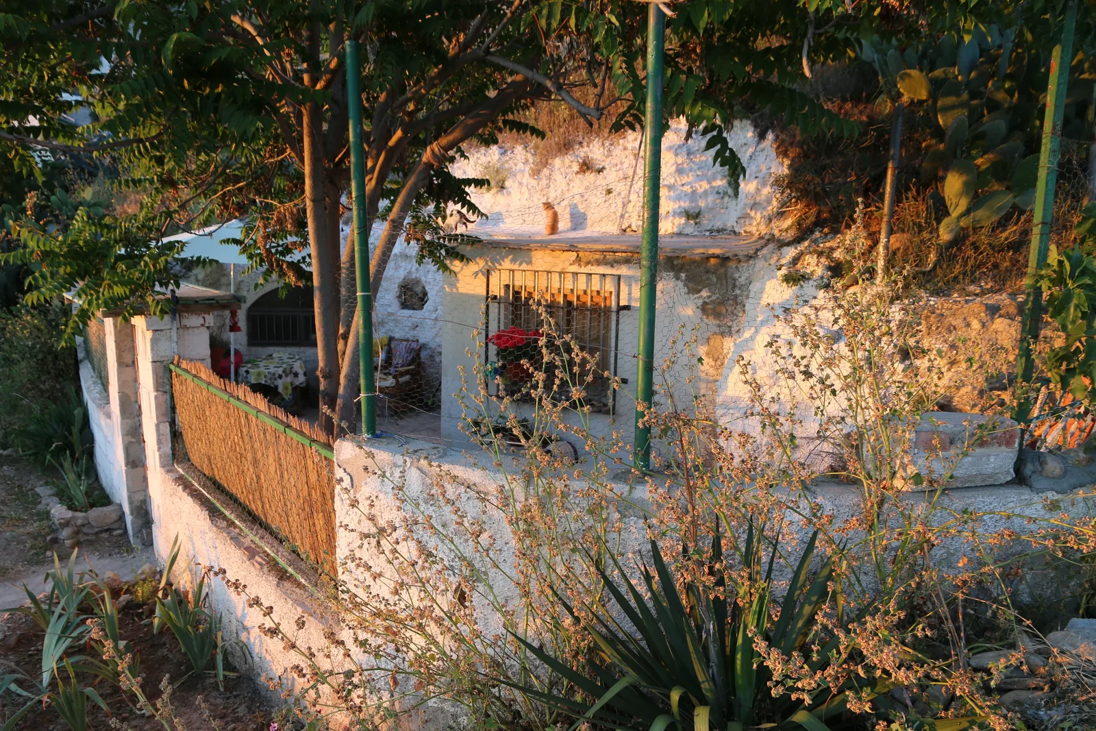 A whitewashed cave house on the Sacromonte hillside among trees and agave plants in low evening sun